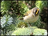 Click here to enter gallery and see photos/pictures/images of Goldcrest