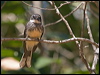 northern_fantail_167276