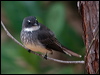 northern_fantail_182258