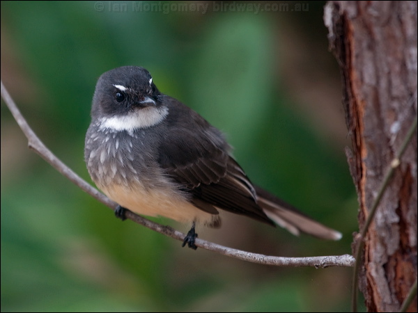 Northern Fantail northern_fantail_182258.psd
