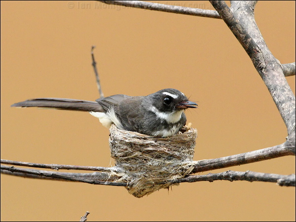 Malaysian PIed Fantail pied_fantail_49921.jpg