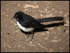 willie_wagtail_80759