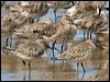 asian_dowitcher_113851