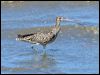 eastern_curlew_113883