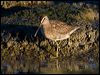 shortbill_dowitcher_109951