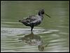 spotted_redshank_19824