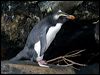 fiordland_penguin_122049