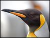 Click here to enter gallery and see photos of King Penguin