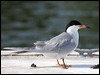 forsters_tern_66388