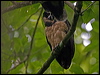 spectacled_owl_112898