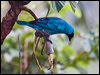 swallow_tanager_207017