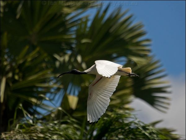 Australian Ibis australian_ibis_94447.psd