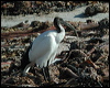 african_sacred_ibis_04457