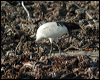 african_sacred_ibis_04481