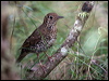 Click here to enter gallery and see photos of: Bassian, Island, Song, Mistle, Great, Austral, Mountain, Black-billed, Cocoa, Clay-coloured, Swainson's and Spectacled Thrushes; Redwing; Fieldfare; Blue Whistling-Thrush; Western and Mountain Bluebirds; Townsend and Black-faced Solitaires; Black-billed and Ruddy-capped Nightingale-Thrushes; Eurasian Blackbird; White-necked and American Robin.