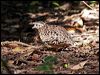 painted_buttonquail_47770