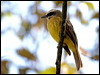Click here to enter gallery and see photos/pictures/images of Golden-crowned Flycatcher