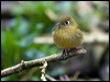 Click here to enter gallery and see photos/pictures/images of Yellowish Flycatcher