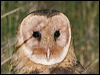 Click here to enter gallery and see photos of Eastern Grass Owl