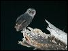 greater_sooty_owl_164182