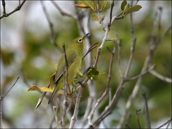 Canary (Australian Yellow) White-eye yellow_white_eye_09323.psd