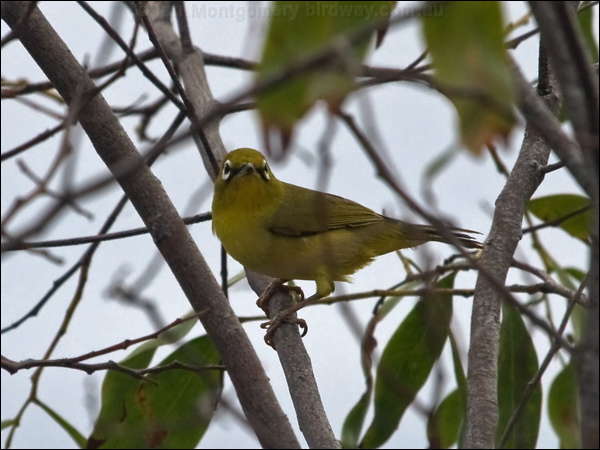Canary (Australian Yellow) White-eye yellow_white_eye_156187.psd